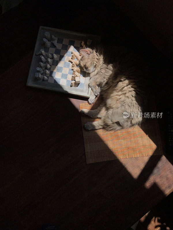 POV抚摸一只猫