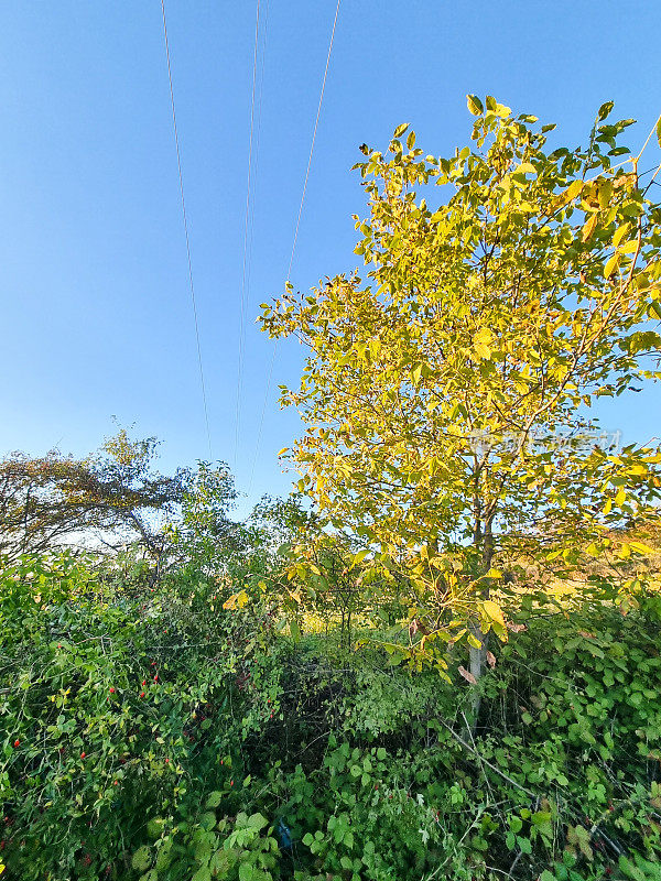 太阳照在树上，一个充满活力的乡村景观全景和清澈的蓝天在日落前