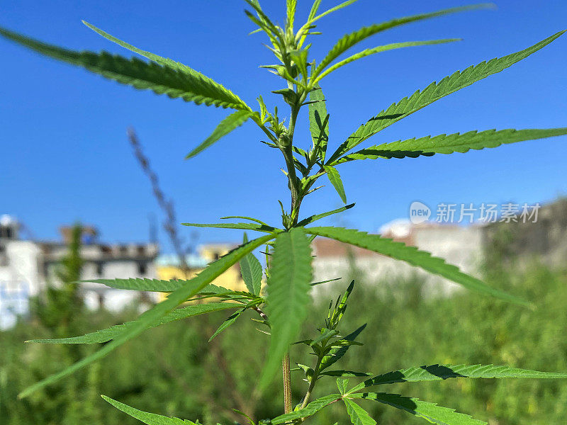 野生大麻植物的特写图像，大麻药物生长在荒地路边，野生印度大麻植物生长作为杂草，重点放在前景