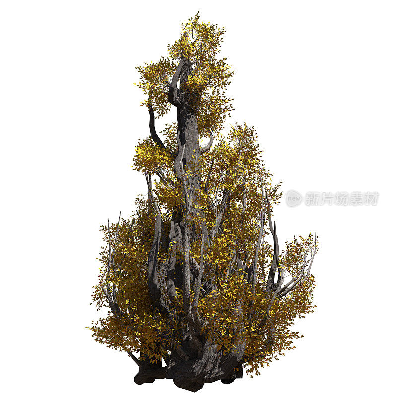 幻想树3d插图孤立在白色背景