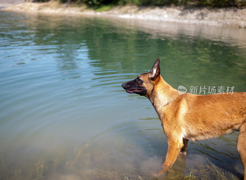 狗涉水而过