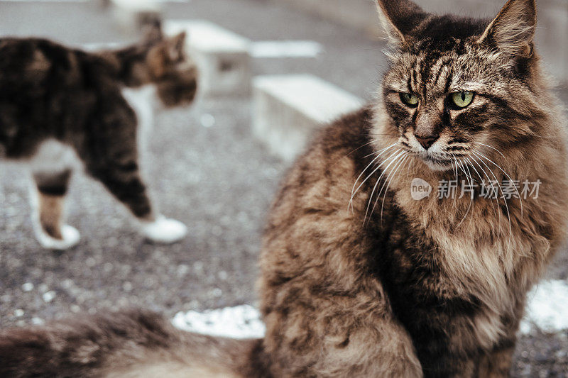 两只猫的图像