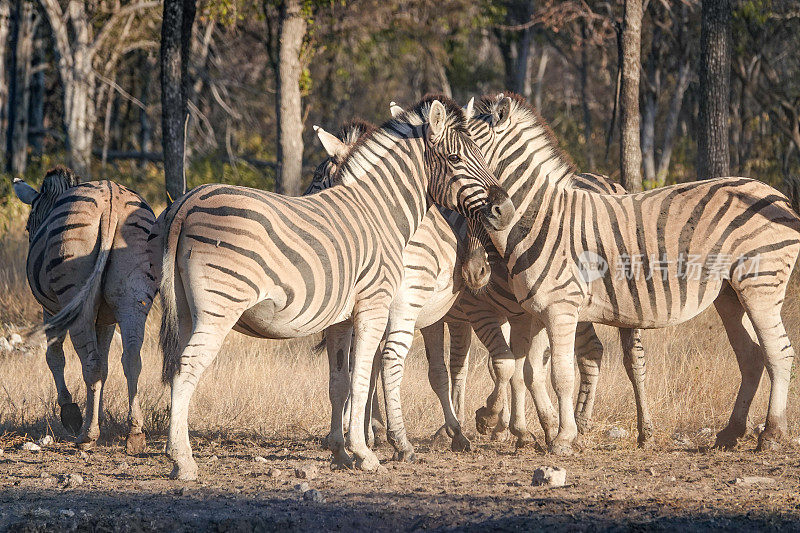 纳米比亚库内内地区埃托沙国家公园里的斑马