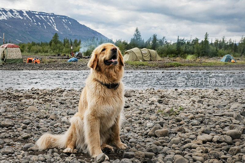 一只拉布拉多狗坐在河岸上，望着画框。和你的宠物在山上远足