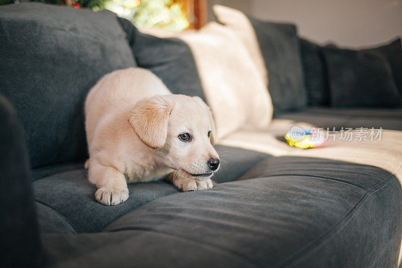 拉布拉多猎犬小狗在沙发上玩玩具