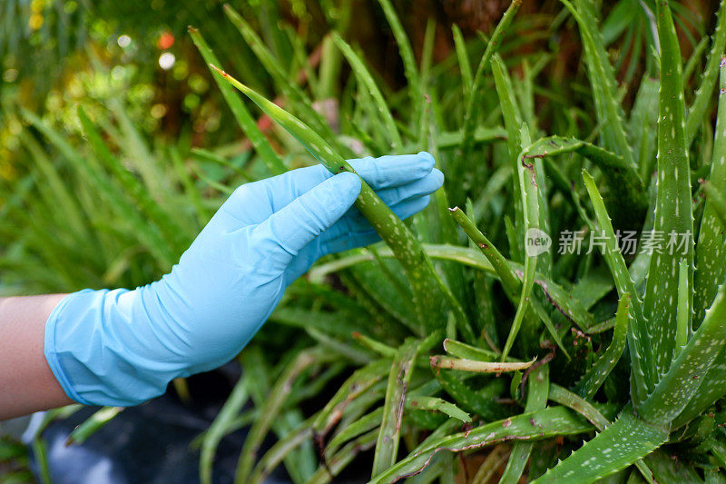 制作草药的芦荟。