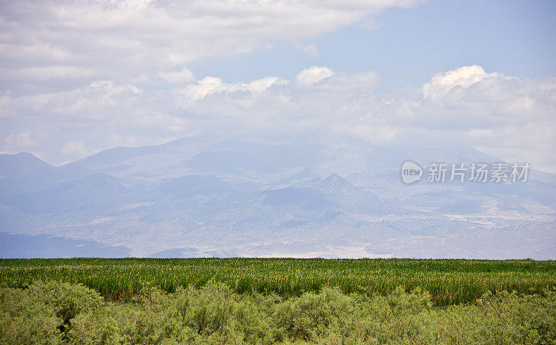 芦苇湿地的景观。苏丹·萨兹利吉在凯塞里
