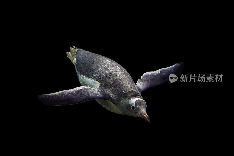 令人惊叹的厚脸皮巴布亚企鹅游泳孤立的黑色背景与泡沫