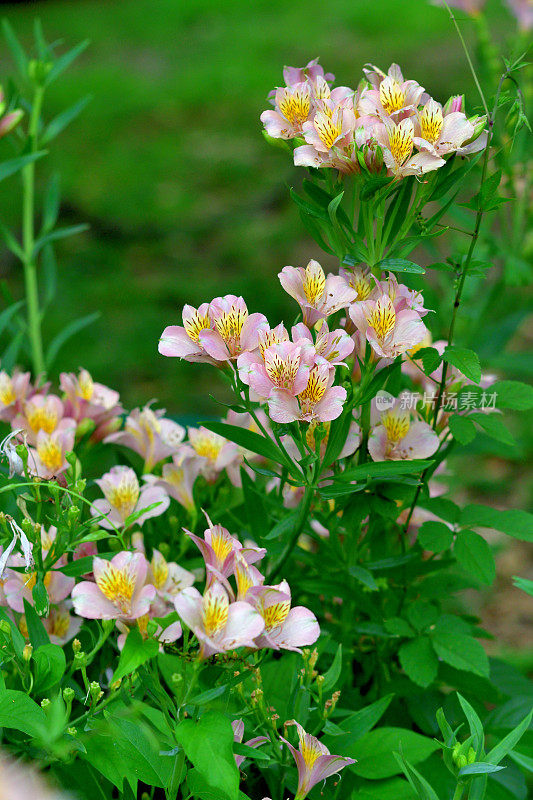 秘鲁百合:花