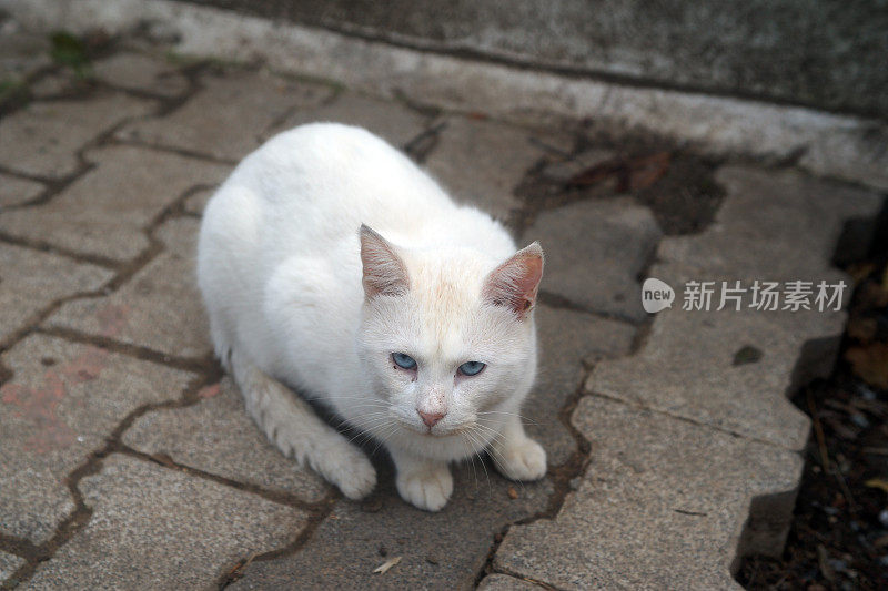 伊斯坦布尔的流浪猫