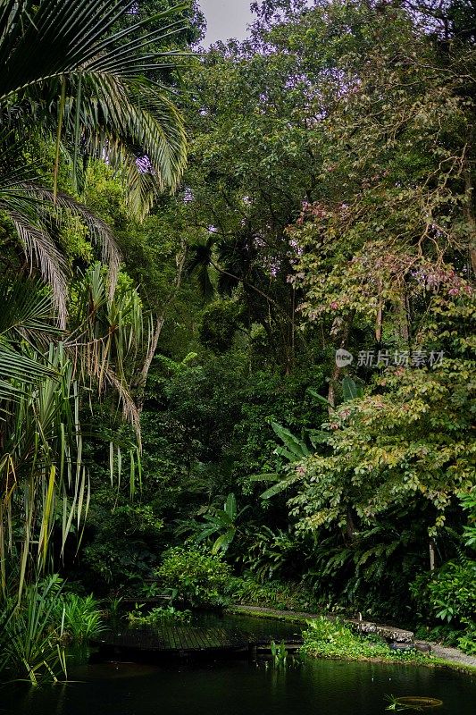 郁郁葱葱的绿色植物在热带丛林森林马来西亚槟城岛