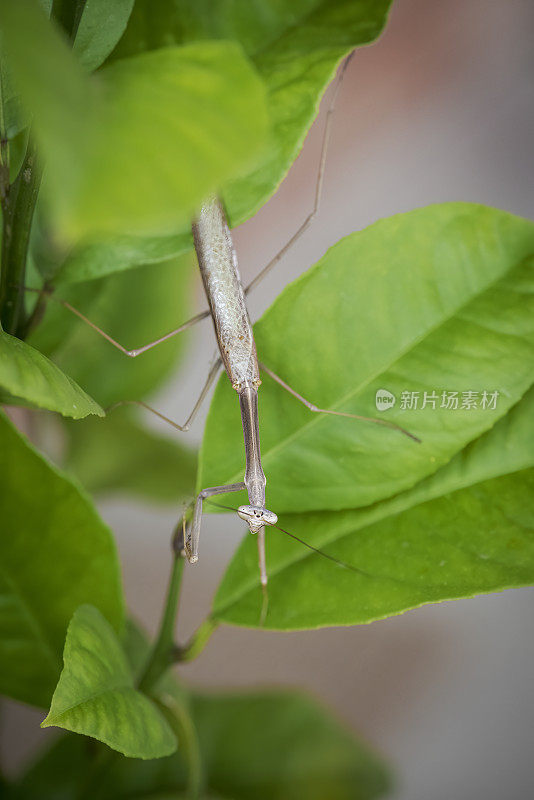 竹节虫(phasmatoia)