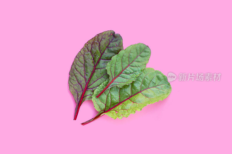 新鲜的瑞士甜菜叶在粉红色的背景。小叶唐莴苣