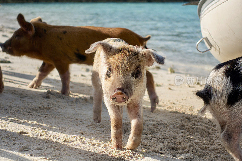 在巴哈马斯坦尼尔礁的游泳猪海滩上的猪宝宝