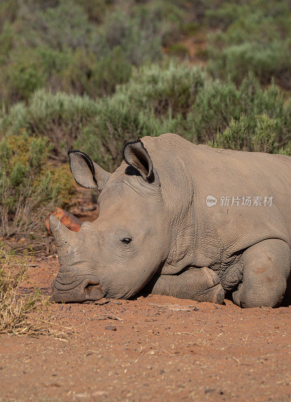 在美丽的南非，年轻的野生白犀牛在夏天闲逛