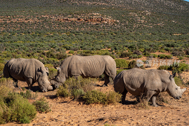在美丽的南非，一群野生白犀牛在夏天闲逛