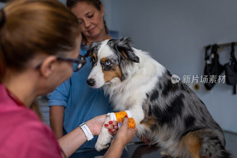 兽医正在给狗狗做检查
