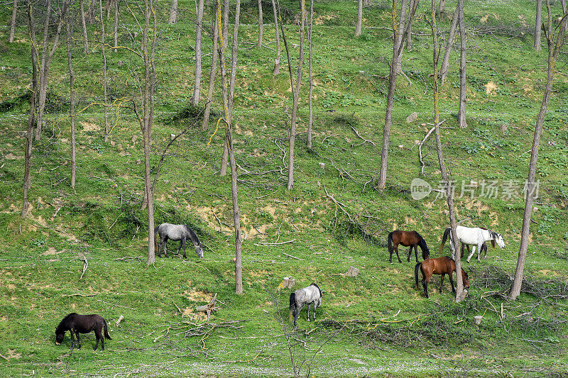 森林里的野马，草地上吃草的马