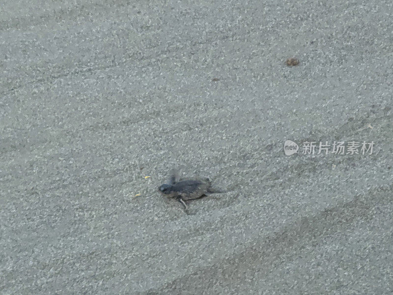 哥斯达黎加瓜纳卡斯特马塔帕洛海滩放生海龟。