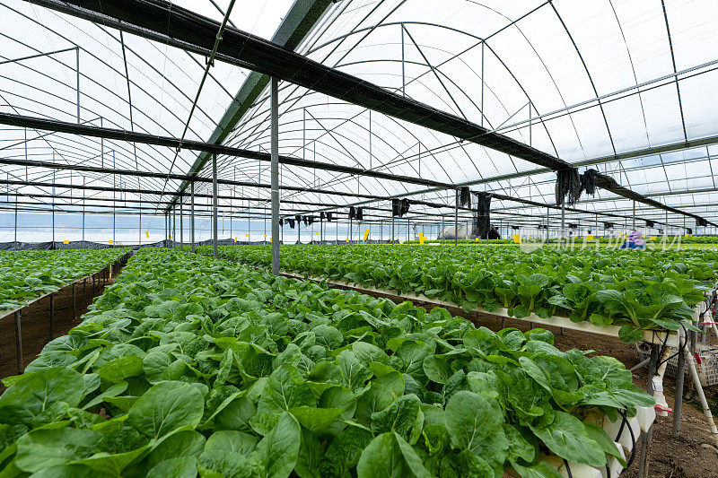 自动绿色蔬菜水培温室