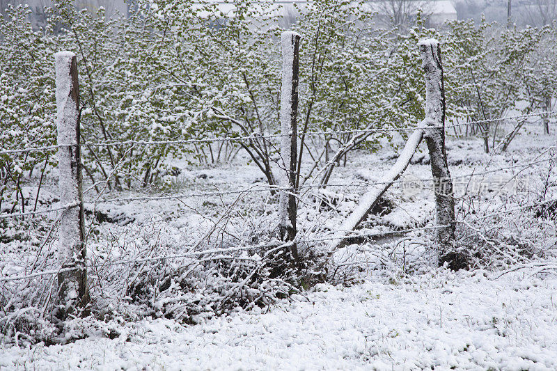 在一个阳光明媚的冬日，围栏花园中的雪景