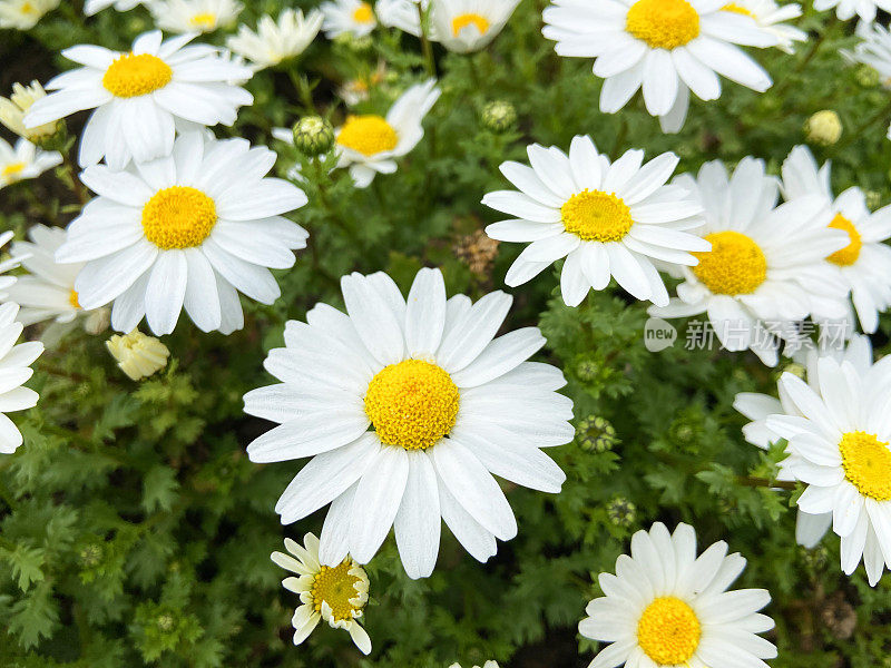 雏菊花，洋甘菊田