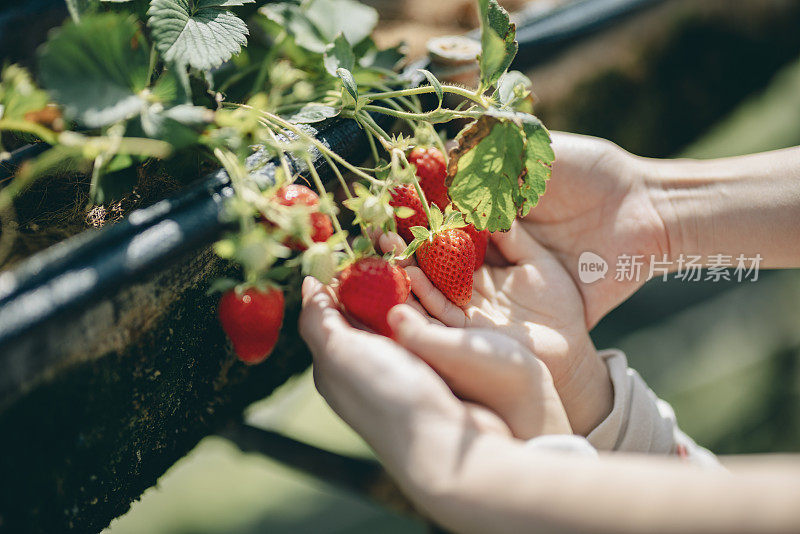 一位母亲带着她的孩子站在社区农场里学习关于草莓的知识