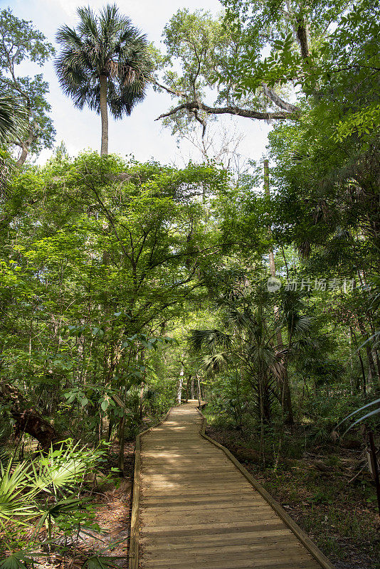 木板路穿过高大的棕榈树和树木的森林