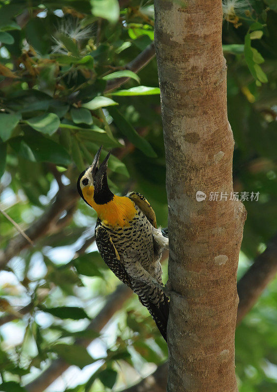 在巴西潘塔纳尔的一棵树上，一只地面啄木鸟