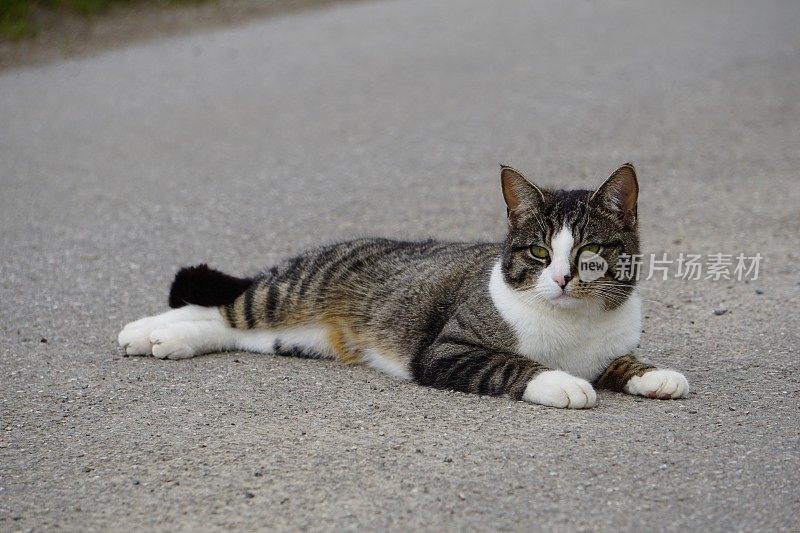 一只普通的本地猫正在地上晒太阳。一只有条纹的普通猫躺在地上。一只白色条纹的普通猫躺在柏油路上。