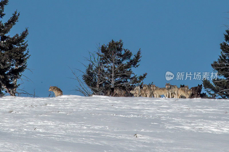 在美国西部的黄石生态系统，一群狼在积雪覆盖的山顶上。