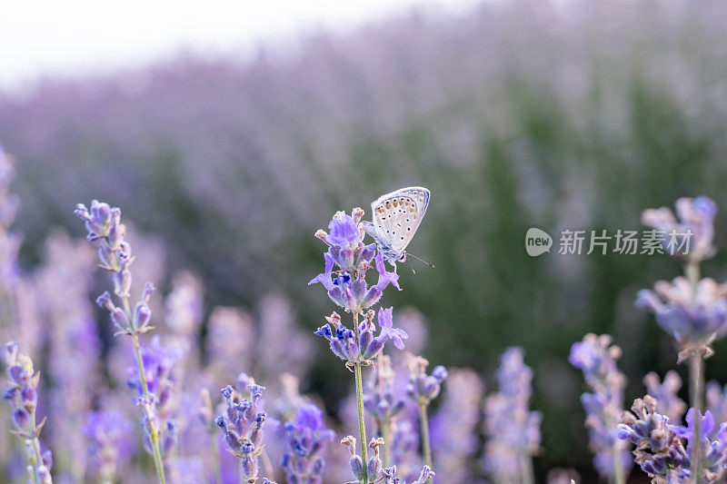 蝴蝶在薰衣草地里为一朵薰衣草花授粉