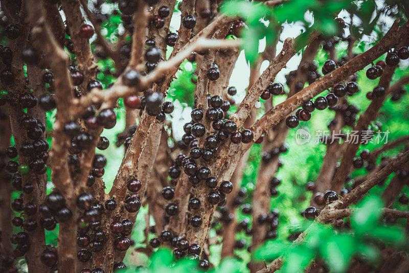 Jabuticaba