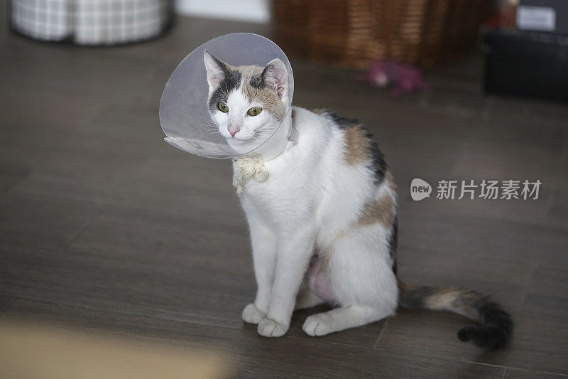 猫绝育