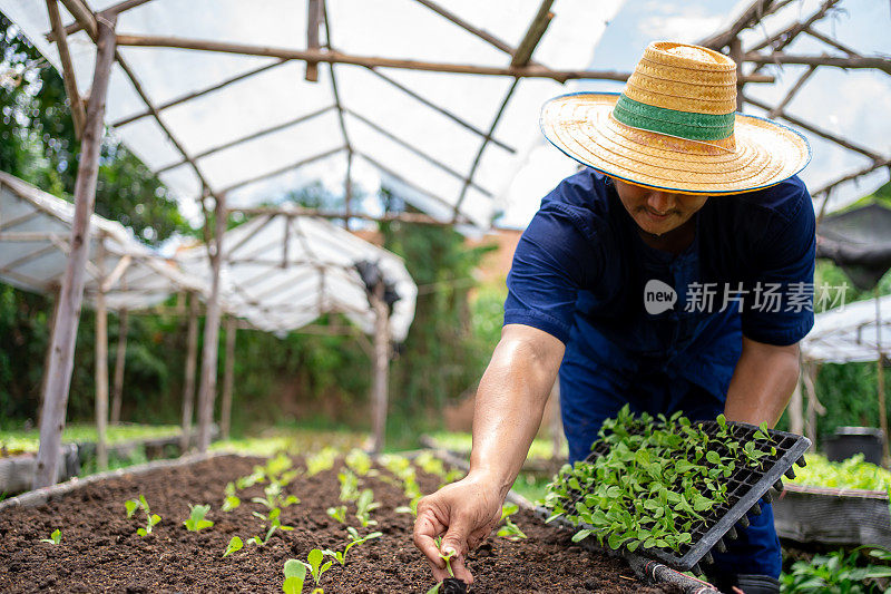 人浇灌肥料收获有机蔬菜。