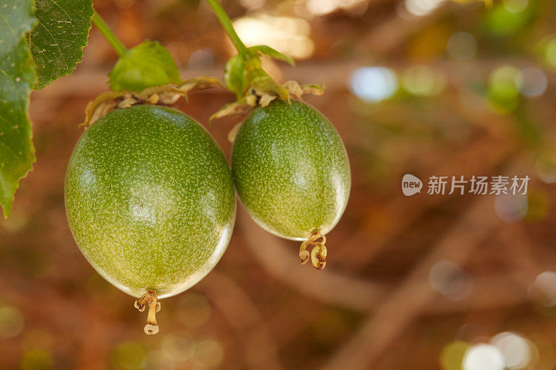 我花园里的美丽花朵