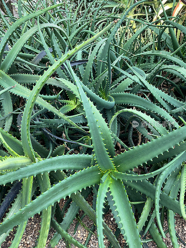 多肉植物、芦荟植物、入侵物种的厚实、肉质叶片的特写图像，高视图，聚焦于前景