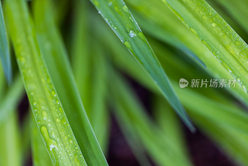 天花莲叶子覆盖着雨滴的自然图案