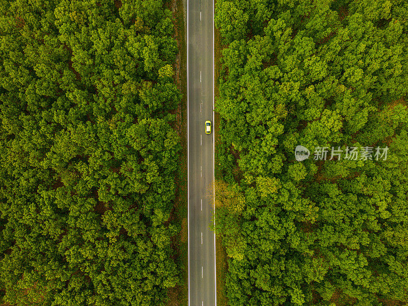 鸟瞰郊区树木之间的道路