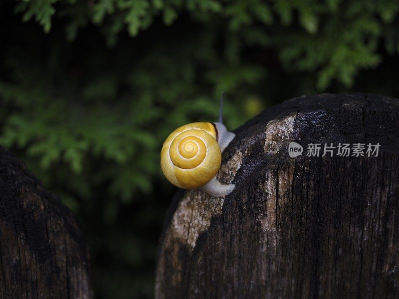 篱笆上的小蜗牛
