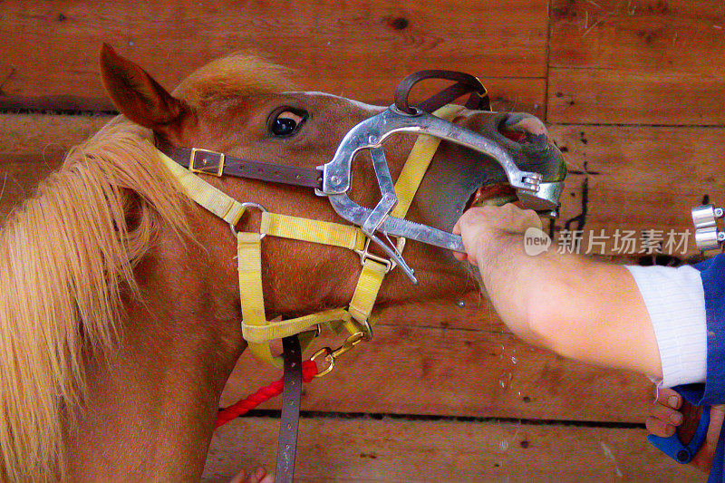 近距离拍摄的栗色小马正在接受马牙医的治疗，这是一个不舒服但必要的过程，以保持她的口腔舒适。