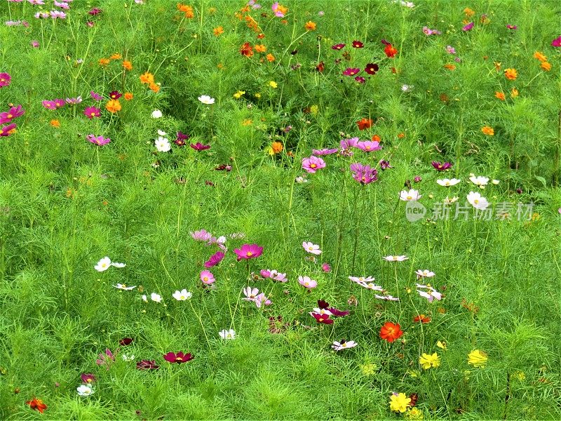 日本。九月底。长满宇宙花的草地。