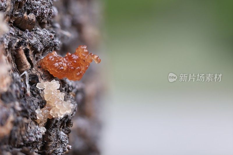 树干的树液分泌物