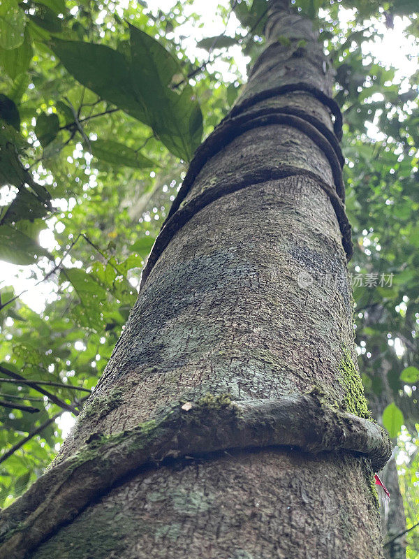 哥斯达黎加Sarapiqui保护区雨林树木上的藤本植物