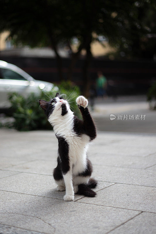 一只流浪猫在街上又蹦又玩。