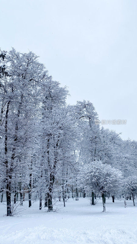 冰封陛下:冰雪覆盖的冬树