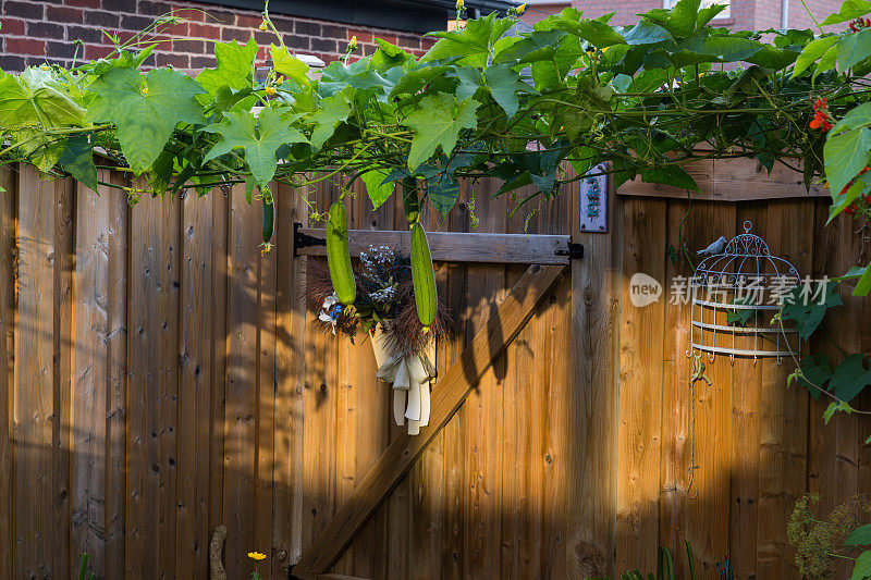 加拿大的菜园——丝瓜从棚架上垂下来