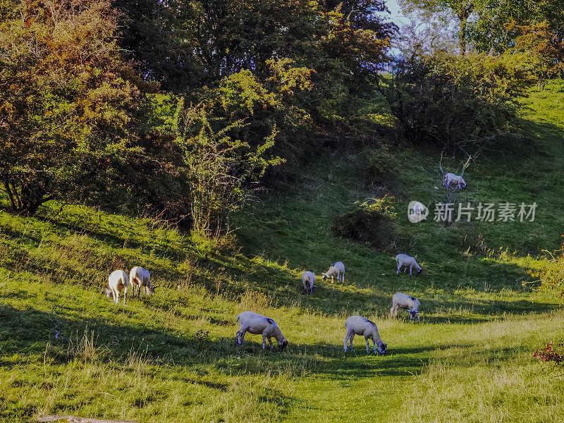 科茨沃尔德的绵羊在百老汇村，英格兰中部的科茨沃尔德伍斯特郡英国