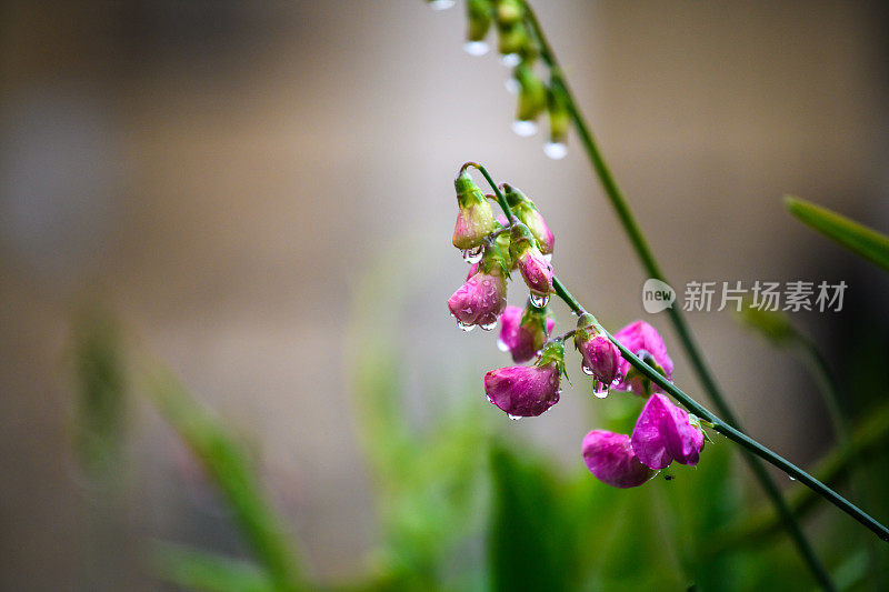 Lathyrus,滴