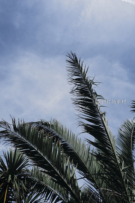 六月里一个阳光明媚的日子，康沃尔郡，纽基，潘泰，微风吹拂着棕榈叶，映衬着蓝天和轻白云。